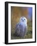 Snowy Owl, Alaska, USA-David Tipling-Framed Photographic Print