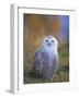 Snowy Owl, Alaska, USA-David Tipling-Framed Photographic Print