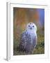 Snowy Owl, Alaska, USA-David Tipling-Framed Photographic Print