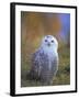 Snowy Owl, Alaska, USA-David Tipling-Framed Photographic Print