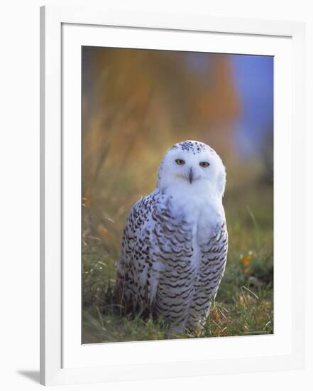 Snowy Owl, Alaska, USA-David Tipling-Framed Photographic Print