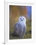 Snowy Owl, Alaska, USA-David Tipling-Framed Photographic Print