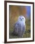 Snowy Owl, Alaska, USA-David Tipling-Framed Photographic Print