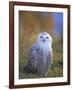 Snowy Owl, Alaska, USA-David Tipling-Framed Photographic Print