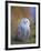 Snowy Owl, Alaska, USA-David Tipling-Framed Photographic Print