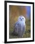 Snowy Owl, Alaska, USA-David Tipling-Framed Photographic Print