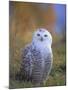 Snowy Owl, Alaska, USA-David Tipling-Mounted Photographic Print