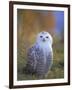 Snowy Owl, Alaska, USA-David Tipling-Framed Photographic Print