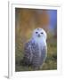 Snowy Owl, Alaska, USA-David Tipling-Framed Photographic Print