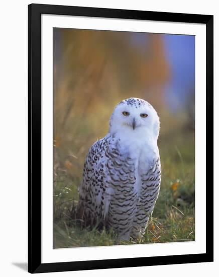 Snowy Owl, Alaska, USA-David Tipling-Framed Photographic Print