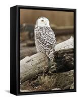 Snowy Owl, Boundary Bay, British Columbia, Canada-Rick A. Brown-Framed Stretched Canvas