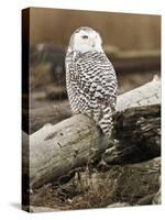 Snowy Owl, Boundary Bay, British Columbia, Canada-Rick A. Brown-Stretched Canvas