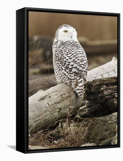 Snowy Owl, Boundary Bay, British Columbia, Canada-Rick A. Brown-Framed Stretched Canvas