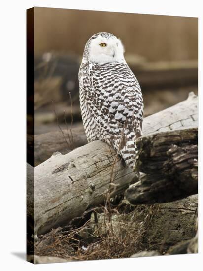 Snowy Owl, Boundary Bay, British Columbia, Canada-Rick A. Brown-Stretched Canvas