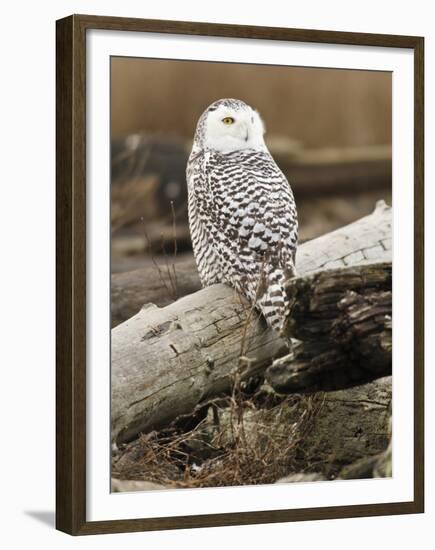 Snowy Owl, Boundary Bay, British Columbia, Canada-Rick A. Brown-Framed Premium Photographic Print