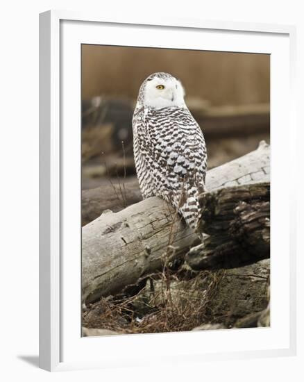 Snowy Owl, Boundary Bay, British Columbia, Canada-Rick A. Brown-Framed Premium Photographic Print