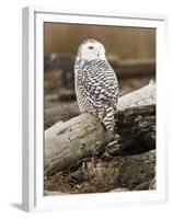 Snowy Owl, Boundary Bay, British Columbia, Canada-Rick A. Brown-Framed Premium Photographic Print