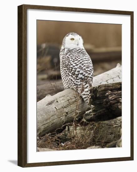 Snowy Owl, Boundary Bay, British Columbia, Canada-Rick A. Brown-Framed Premium Photographic Print