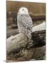 Snowy Owl, Boundary Bay, British Columbia, Canada-Rick A. Brown-Mounted Premium Photographic Print