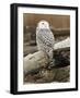 Snowy Owl, Boundary Bay, British Columbia, Canada-Rick A. Brown-Framed Photographic Print