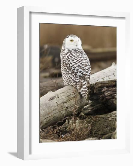 Snowy Owl, Boundary Bay, British Columbia, Canada-Rick A. Brown-Framed Photographic Print