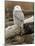 Snowy Owl, Boundary Bay, British Columbia, Canada-Rick A. Brown-Mounted Photographic Print