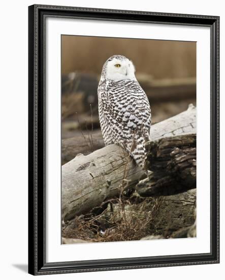 Snowy Owl, Boundary Bay, British Columbia, Canada-Rick A. Brown-Framed Photographic Print