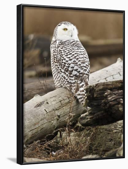 Snowy Owl, Boundary Bay, British Columbia, Canada-Rick A. Brown-Framed Photographic Print