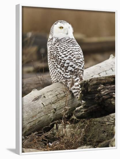 Snowy Owl, Boundary Bay, British Columbia, Canada-Rick A. Brown-Framed Photographic Print