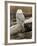 Snowy Owl, Boundary Bay, British Columbia, Canada-Rick A. Brown-Framed Photographic Print