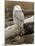 Snowy Owl, Boundary Bay, British Columbia, Canada-Rick A. Brown-Mounted Photographic Print