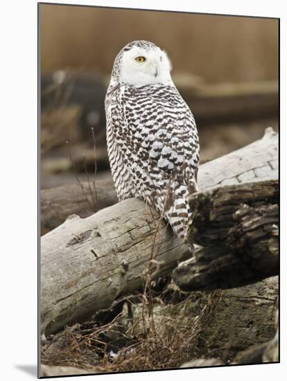 Snowy Owl, Boundary Bay, British Columbia, Canada-Rick A. Brown-Mounted Photographic Print