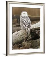 Snowy Owl, Boundary Bay, British Columbia, Canada-Rick A. Brown-Framed Photographic Print