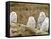 Snowy Owl, Boundary Bay, British Columbia, Canada-Rick A. Brown-Framed Stretched Canvas