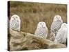 Snowy Owl, Boundary Bay, British Columbia, Canada-Rick A. Brown-Stretched Canvas