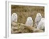 Snowy Owl, Boundary Bay, British Columbia, Canada-Rick A. Brown-Framed Photographic Print