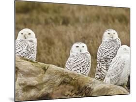 Snowy Owl, Boundary Bay, British Columbia, Canada-Rick A. Brown-Mounted Photographic Print