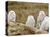 Snowy Owl, Boundary Bay, British Columbia, Canada-Rick A. Brown-Stretched Canvas