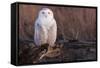Snowy Owl, British Columbia, Canada-Art Wolfe-Framed Stretched Canvas