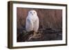 Snowy Owl, British Columbia, Canada-Art Wolfe-Framed Photographic Print