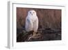 Snowy Owl, British Columbia, Canada-Art Wolfe-Framed Photographic Print