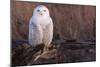 Snowy Owl, British Columbia, Canada-Art Wolfe-Mounted Photographic Print