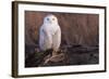 Snowy Owl, British Columbia, Canada-Art Wolfe-Framed Photographic Print