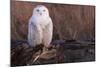 Snowy Owl, British Columbia, Canada-Art Wolfe-Mounted Photographic Print