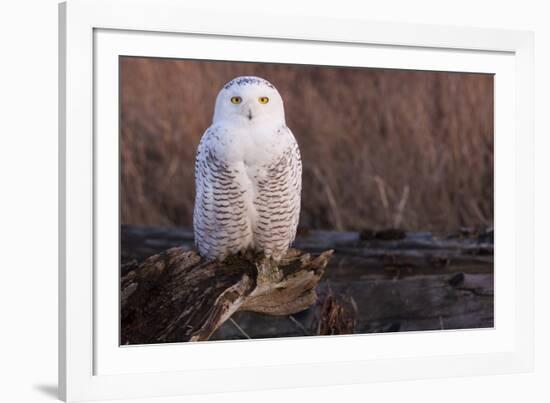 Snowy Owl, British Columbia, Canada-Art Wolfe-Framed Photographic Print