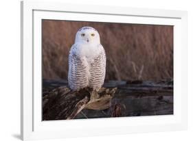 Snowy Owl, British Columbia, Canada-Art Wolfe-Framed Photographic Print