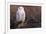 Snowy Owl, British Columbia, Canada-Art Wolfe-Framed Photographic Print