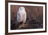 Snowy Owl, British Columbia, Canada-Art Wolfe-Framed Photographic Print