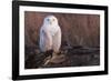 Snowy Owl, British Columbia, Canada-Art Wolfe-Framed Photographic Print