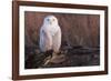 Snowy Owl, British Columbia, Canada-Art Wolfe-Framed Photographic Print